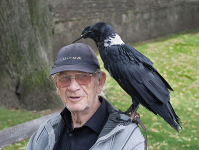 01 Thieving Raven