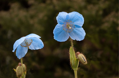 09 Blue poppies
