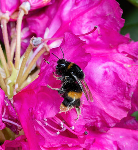16 Bee 