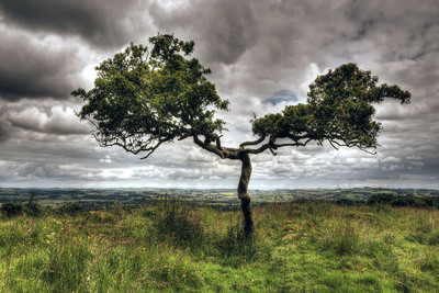 2nd  T-is-for-tree by Adrian Christer