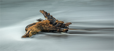 3rd Driftwood by Kenneth Rennie