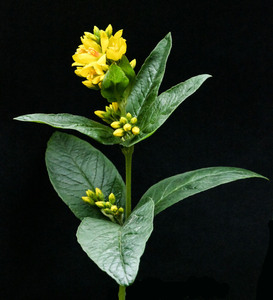 5th  Yellow Loosestrife by Kevin Hilton