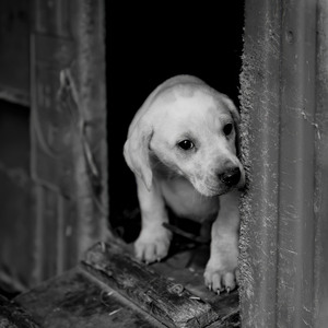 HC Peeking Out by Verity Johnson