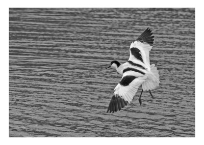 HC Avocet Landing by Pat Johnston