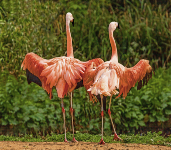Flamingoes 