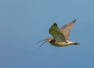 4th Flying High by John Austin