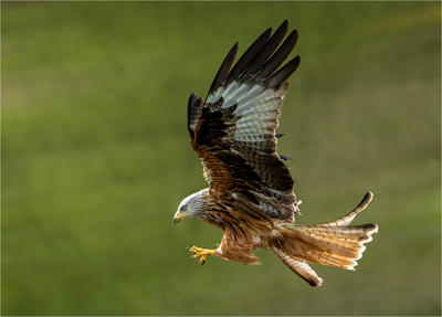 5th Red Kite Stooping by Ken Rennie