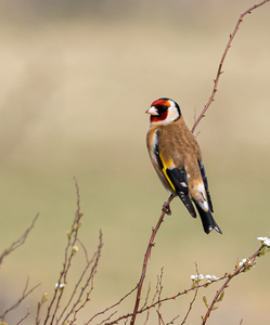 HC Goldfinch by Barbara Austin