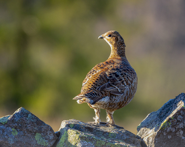 HC Grey Hen by John Austin