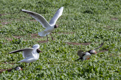 2nd The chase is on by Pat Johnston