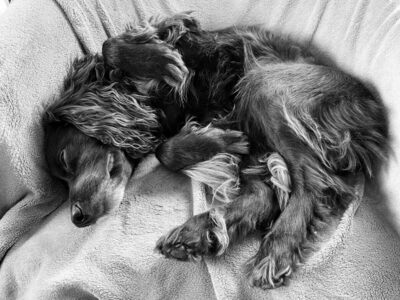 2nd Snuggled up by Duncan Burridge