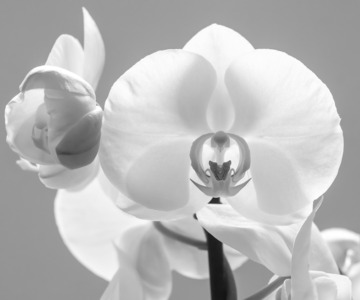 5th Enter the temple of the orchid by Duncan Burridge