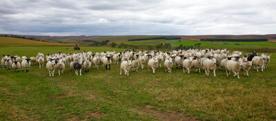 3rd Spot the Herdwick by Dave StrotherSpot the Herdwick_94