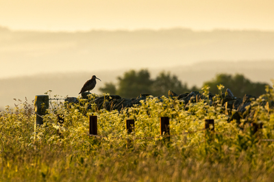3rd Curlew At Sunrise by John Austinn