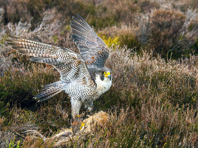 Peregrine Falcon feeding