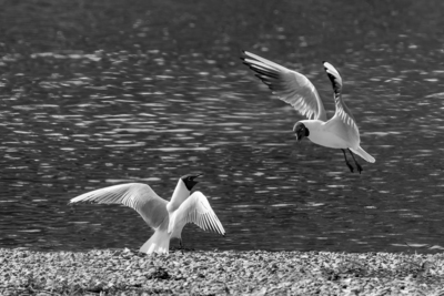 Agressive black headed Gulls