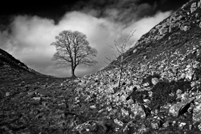 Sycamore Gap Images 2020 to Date