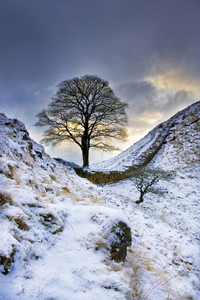 Sycamore Gap up to 2009