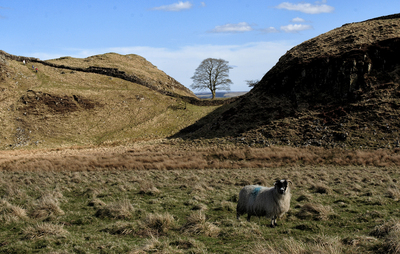 Sycamore Gap - Barry Turnbull - April 2006