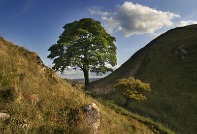 Sycamore Gap - Barry Turnbull - July 2004