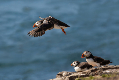 5th Puffins by Val Johnston.