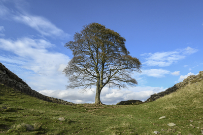 Sycamore Gap my last time - Kev Hilton - Oct 2019