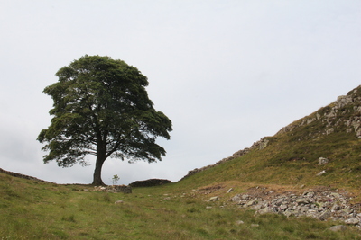 Sycamore Gap 1 June 2018 by Dave Strother