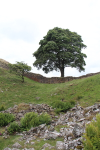 Sycamore Gap 10 June 2018 by Dave Strother