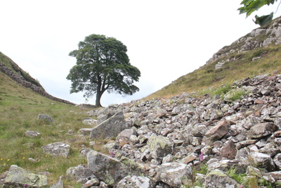 Sycamore Gap 2 June 2018 by Dave Strother