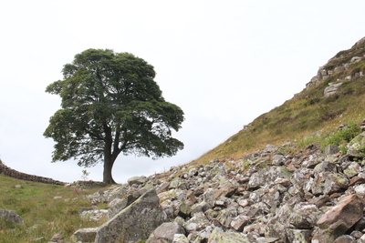 Sycamore Gap 3 June 2018 by Dave Strother