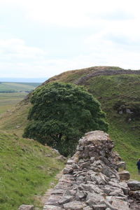 Sycamore Gap 6 June 2018 by Dave Strother