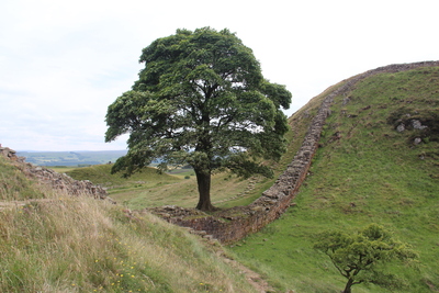 Sycamore Gap 7 June 2018 by Dave Strother