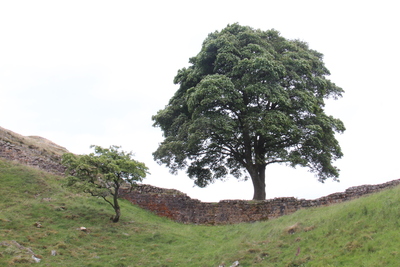 Sycamore Gap 9 June 2018 by Dave Strother