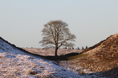 Sycamore Gap Jan 22 by Dave Strother