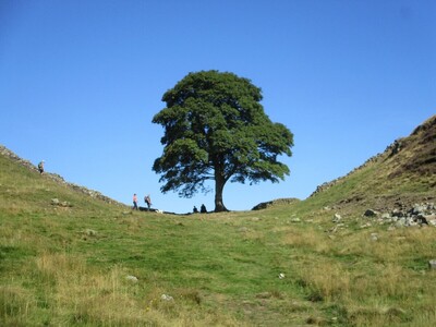 Sycamore Gap - Pat Johnston - August 2023