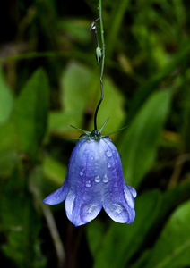 2nd 'Wet Harebell' by Kevin Hilton