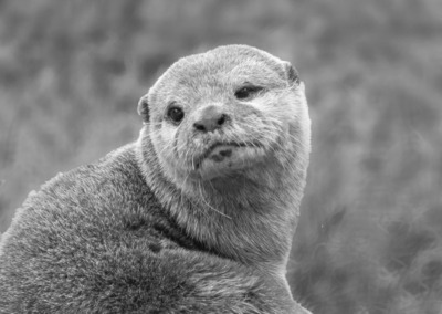 2nd 'Otter portrait' by Val Johnstone
