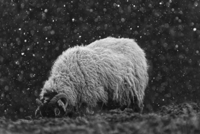 4th 'Sheep in a Snowstorm' by Bill Ferguson