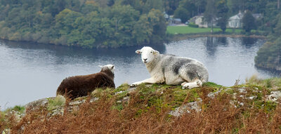 3rd 'Falcon Crag Herdys' by Dave Strother