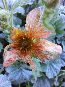 4th 'First Frost' by Jane Waitt