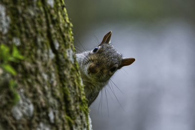5th 'Peek a boo' by Bill Ferguson
