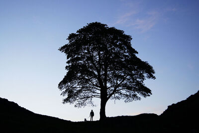 3rd Sycamore Sunset by Duncan Burridge