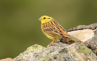 HC Yellowhammer by John Austin