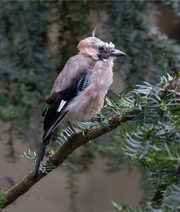 5th Jay by Pat Johnston
