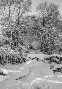 HC Dreaming by Angus Reid