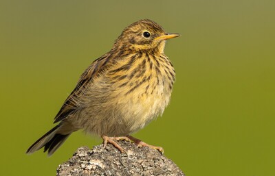 2nd Meadow Pipit by John Austin