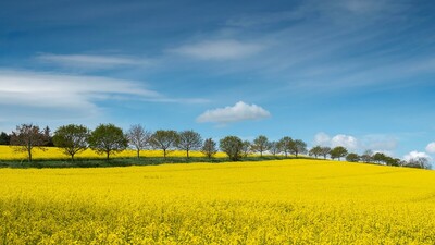 HC Yellow and blue by Barry Turnbull