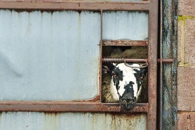 1st Could you let me out  by Graham Turner
