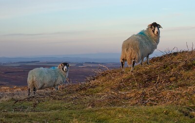 2nd Keeping eye on me  by Dave Strother