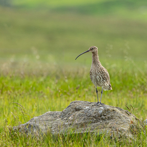 3rd On the look out by John Austin